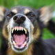 Image for article titled Doe-Eyed Nation Outstretches Hands Toward Snarling, Barking Dog